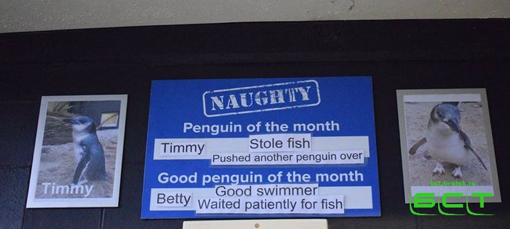 Пингвинов в новозеландском аквариуме помещают на "доску позора"