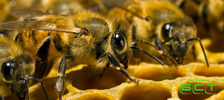 Мозг пчёл поможет разработать камеры с повышенной точностью цветопередачи