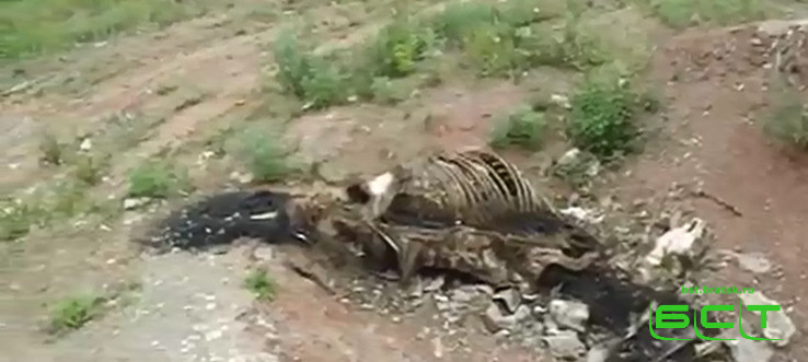 Свалку костей животных обнаружили возле посёлка Стениха