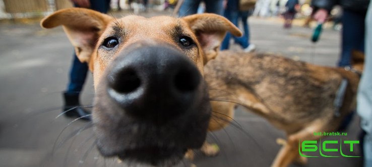 Добро пожаловаться: жители Рябикова опасаются бездомных собак