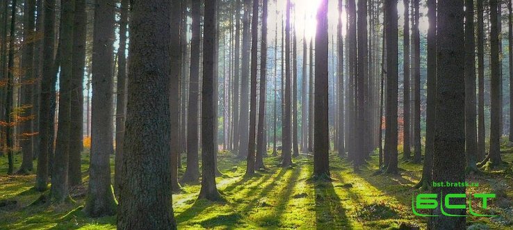 Посещение леса в Иркутской области вновь запрещено