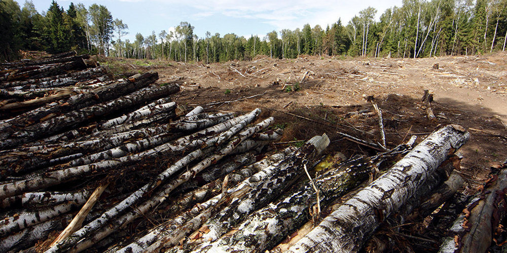 В Приангарье запустили в работу систему для борьбы с незаконными рубками леса