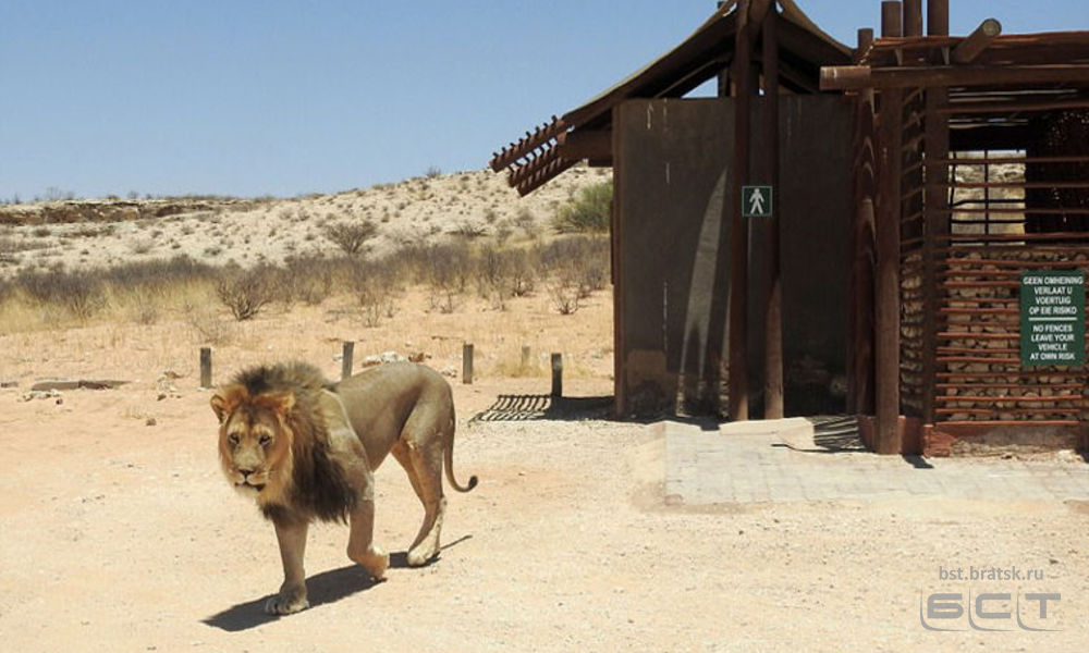 В Африке лев не пустил туристов в туалет