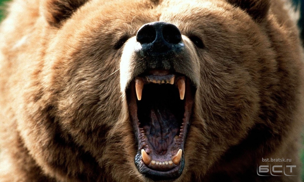 Медведь напал на школьника в Нижнеудинске