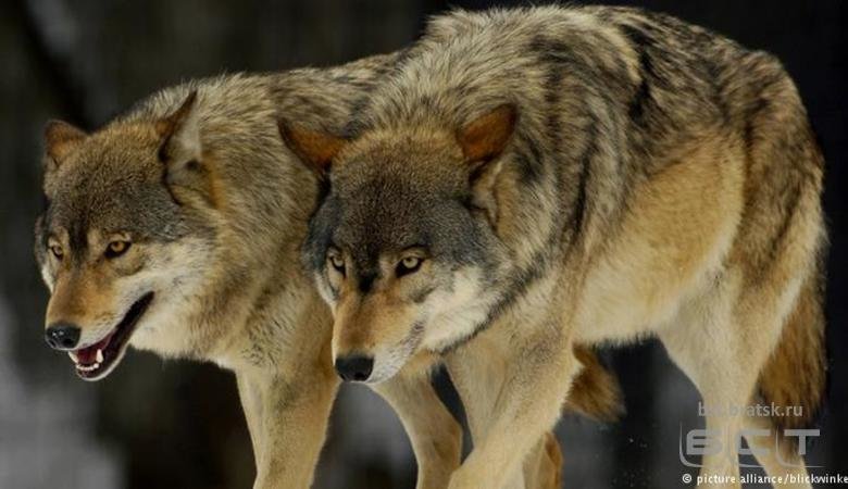 В Иркутской области снова начнут выплачивать гонорар за добычу волков