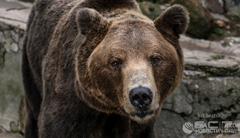 ФСБ предложила признать медведей стратегически важным ресурсом
