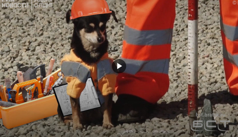 "Бригадир" Шпонка: как собака в униформе следит за ремонтом дорог