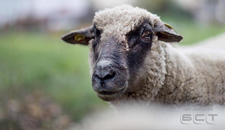 «Качающаяся на качелях» овца рассмешила пользователей Сети