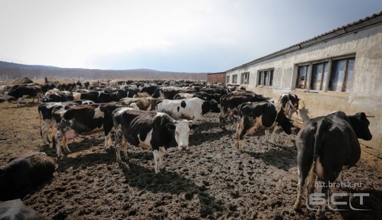 Стадо коров затоптало женщину-пастуха в Усть-Кутском районе Иркутской области