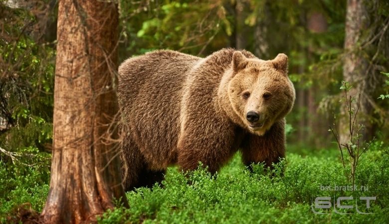 Американка опубликовала видео с медведем, отдыхающим в ее гамаке