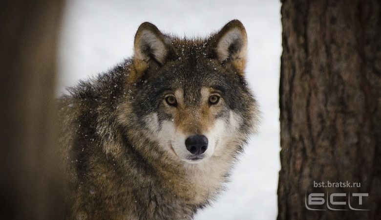 За каждого добытого волка в Иркутской области начинают платить по 20 тыс. рублей