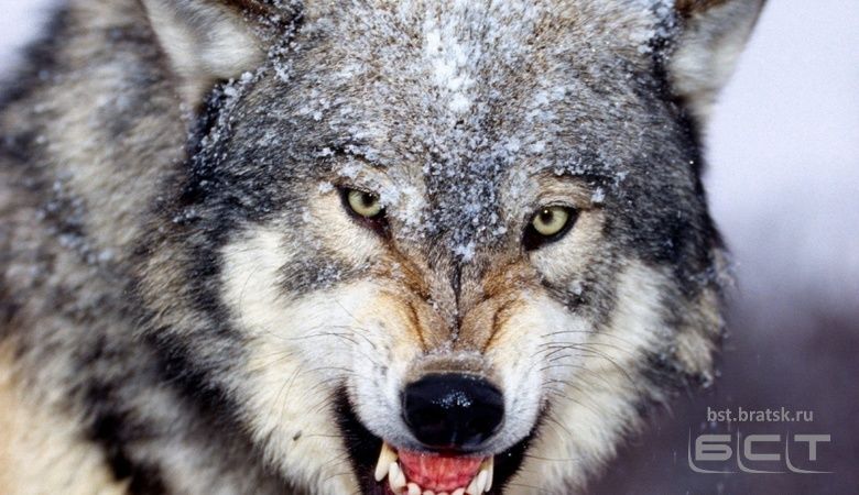 В Иркутской области возобновили выплату вознаграждений за добычу волка