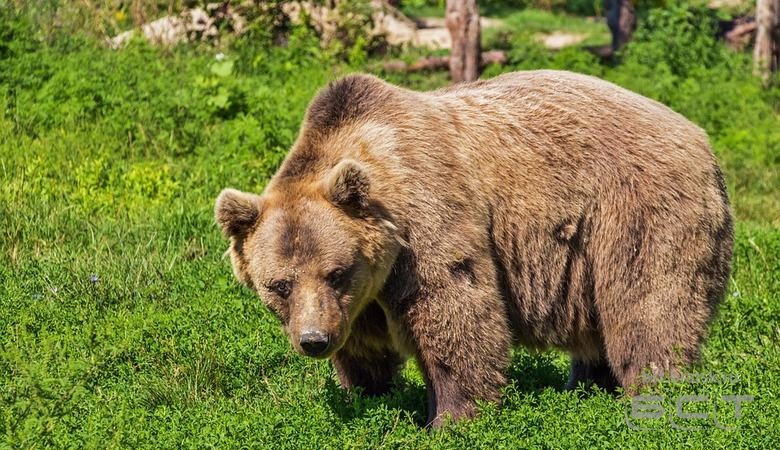 Медведь напал на двух сборщиков ягод