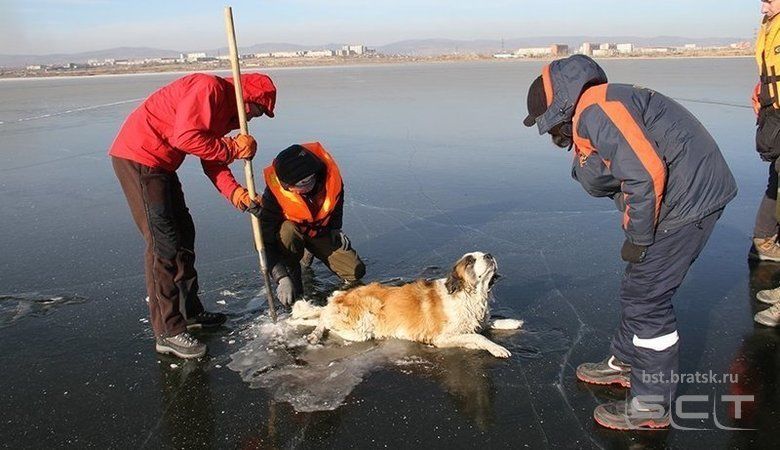 В Забайкалье спасли вмерзшую в озеро собаку