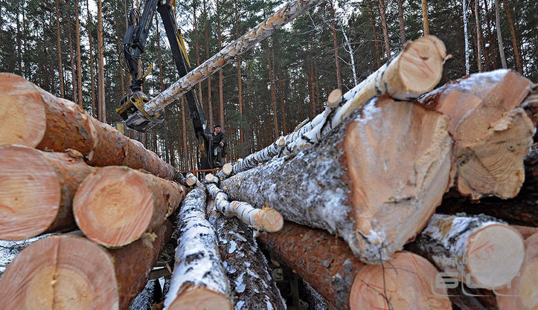 Путин ограничил сплошные вырубки лесов