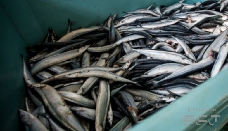 50% промысловых рыб Братского водохранилища в районе Усолья-Сибирского заражены ртутью
