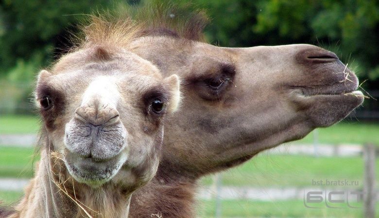 3 тысячи рублей за 5 сожженных верблюдов: шаманов оштрафовали за неправильную перевозку животных