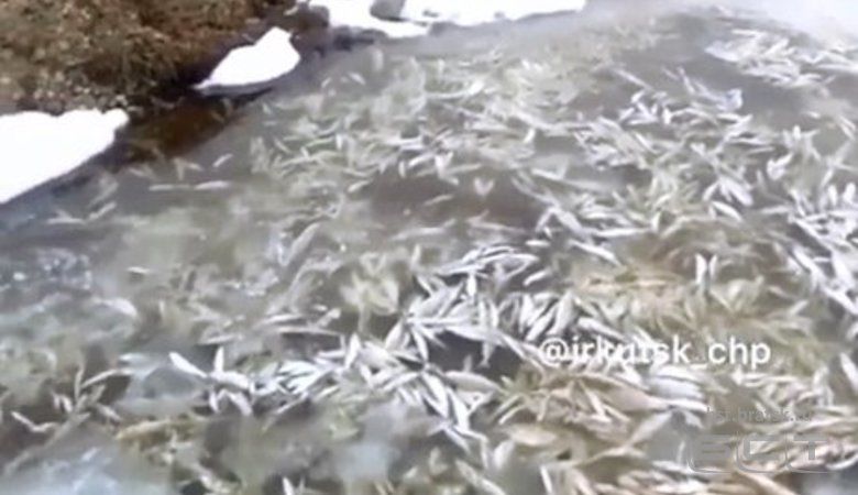 Под Хомутово местные жители обнаружили массовую гибель рыбы в реке Куда