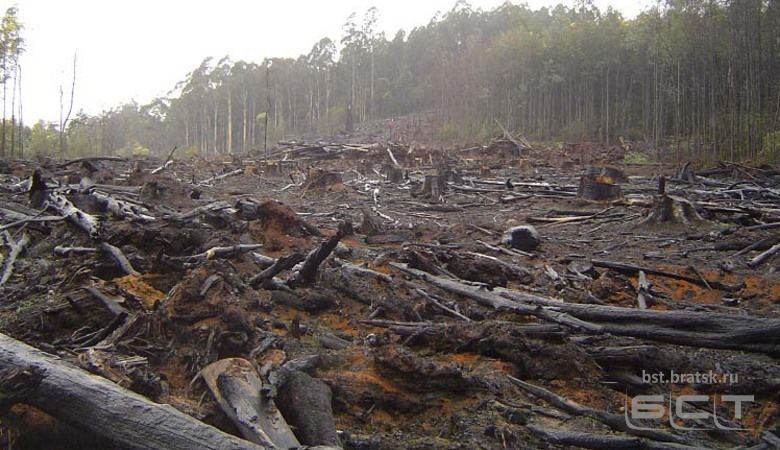 Жители Иркутской области требуют остановить незаконную рубку лесов