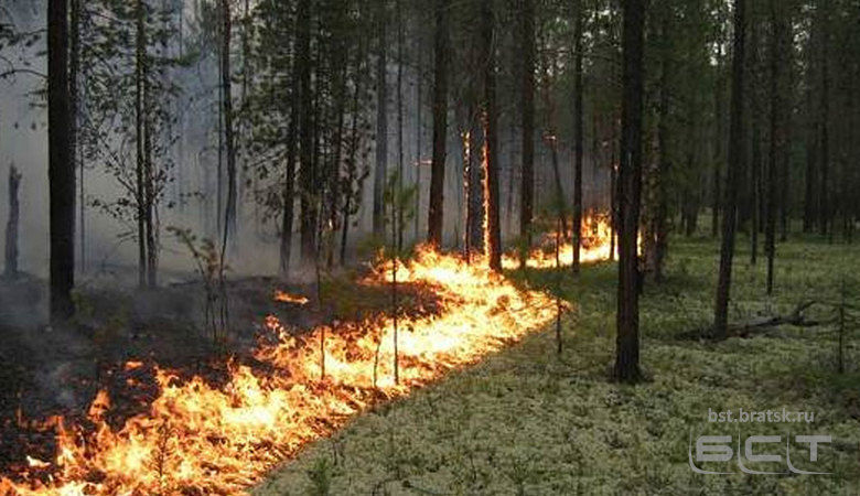 Высокая пожароопасность ожидается в лесах Иркутской области из-за усиления ветра 1 мая