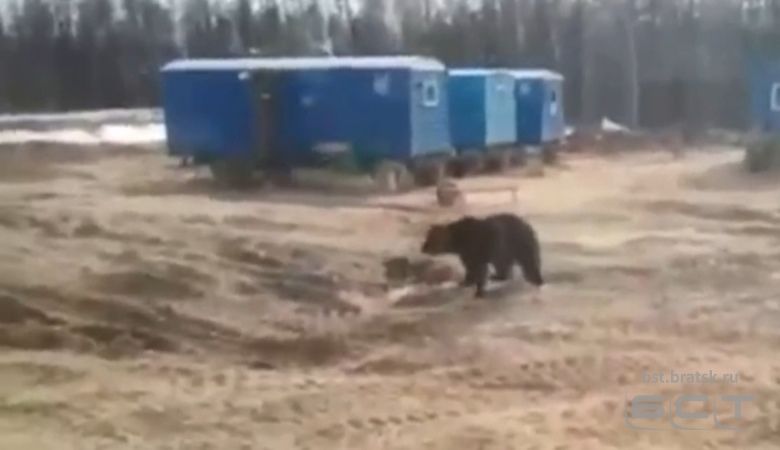 Голодный медведь разогнал вахтовиков  на иркутском нефтегазовом месторождении