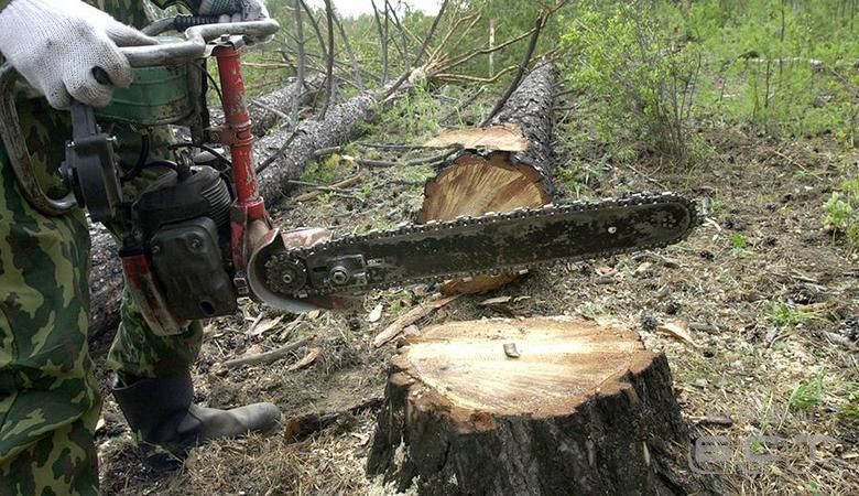 Путин оценил ситуацию с вырубкой леса в Иркутской области