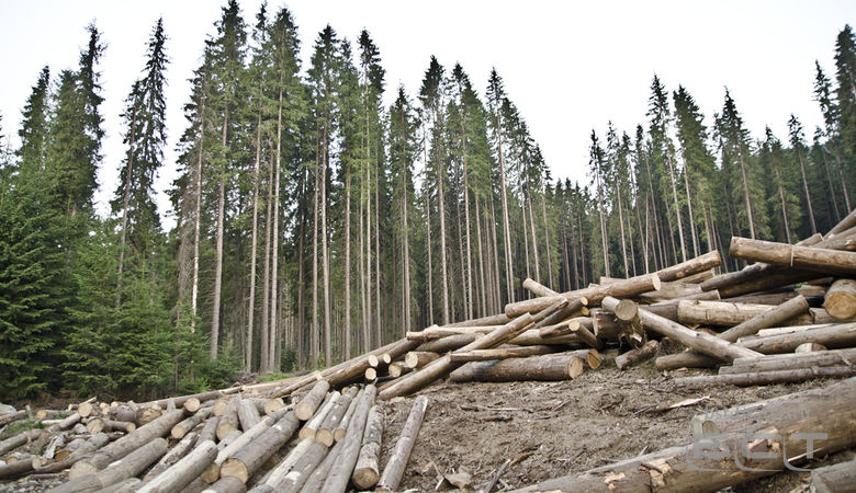 Незаконную рубку леса на 2 млн рублей выявили на севере Иркутской области