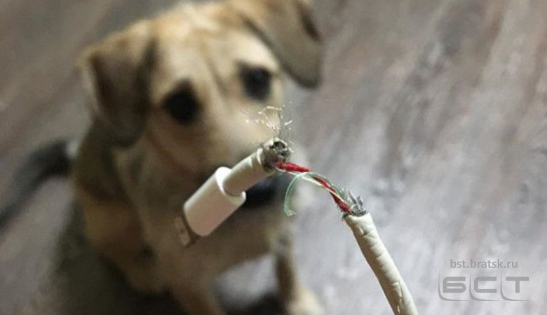Правительство утвердило перечень потенциально опасных для человека собак