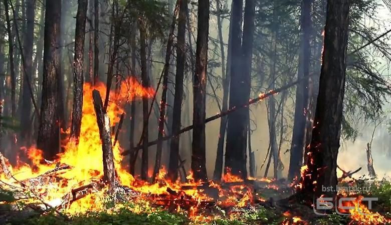 Власти проанализируют связь незаконных вырубок с пожарами в Сибири