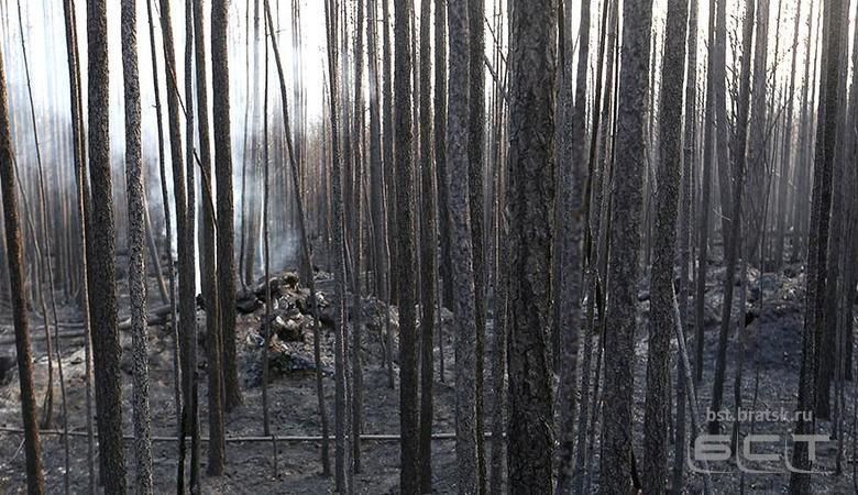 Рослесхоз исключил версию поджогов из причин лесных пожаров в Сибири