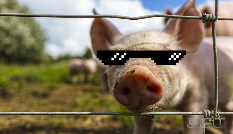 ФСИН может начать использовать свиней для поиска наркотиков