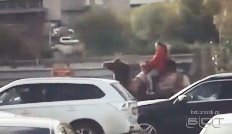 Cибирячка «обскакала» пробку на верблюде и прославилась в Instagram