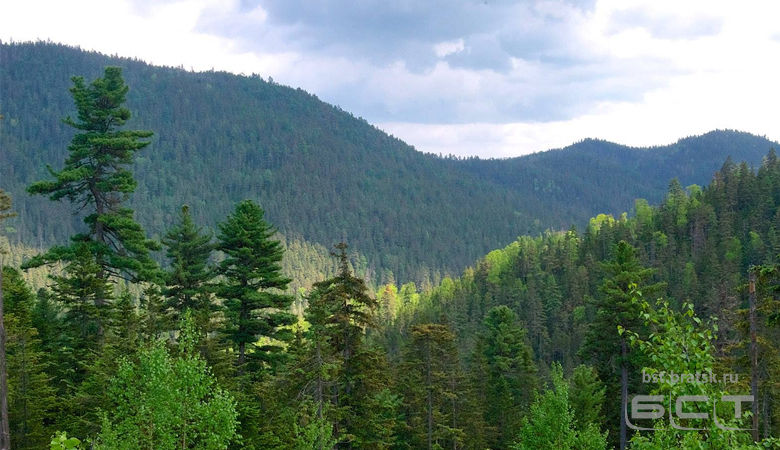 Прокуратурой Аларского района выявлены нарушения лесного законодательства