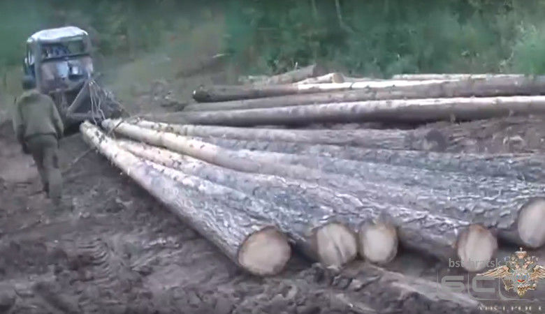 Полицейские поймали "черных лесорубов" в Иркутской области