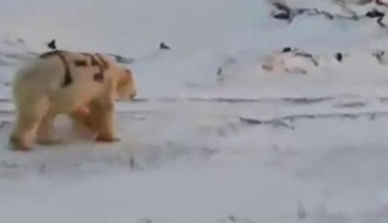 Российские ученые ищут белого медведя с надписью "Т-34" на боку