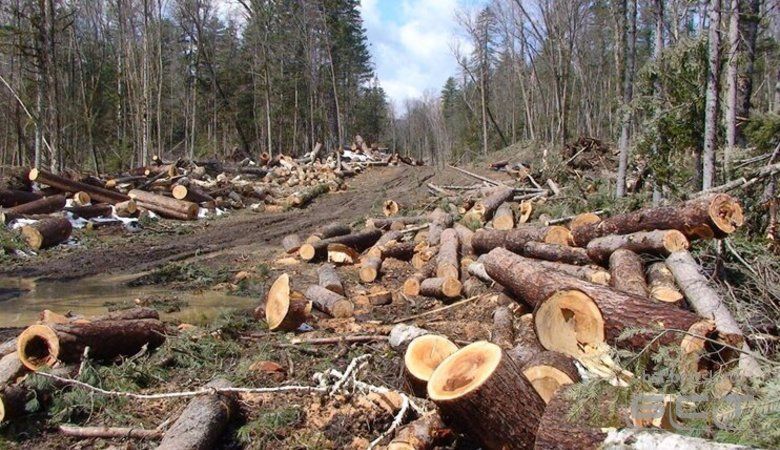 Достоверно установлено, что кто-то в России за последние 10 лет своровал лес на 120 млрд рублей