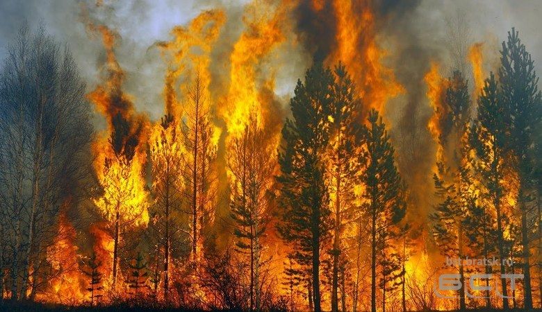 Лесопользователей Приангарья, не помогающих тушить лесные пожары, лишат права заготавливать древесину
