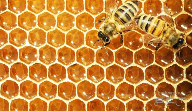 Это  правильные пчёлы и они делают правильный мёд