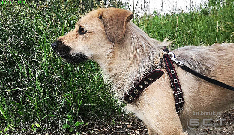В новом КоАП планируются штрафы за выгул собак опасных пород без намордника