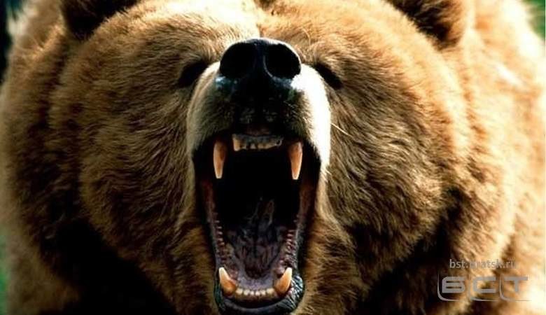 В Усть-Илимском районе застрелили медведя в ограде дома