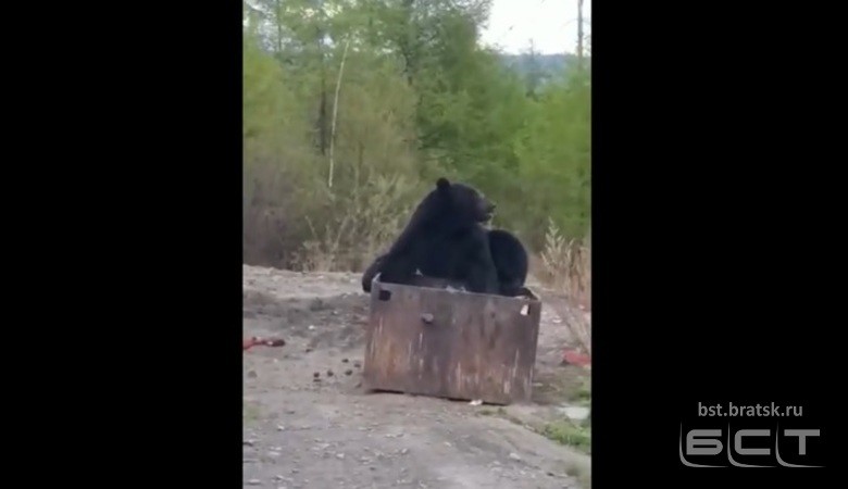 Невозмутимый медведь отобедал во дворе жилого дома в Иркутской области