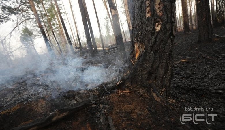В Усть-Удинском районе задержали виновника крупного лесного пожара