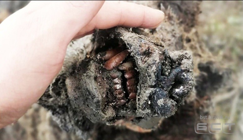 В Сибири найдена первая в мире мумия пещерного медведя