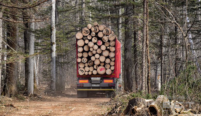 Правительство ужесточило ответственность за незаконный вывоз леса из РФ