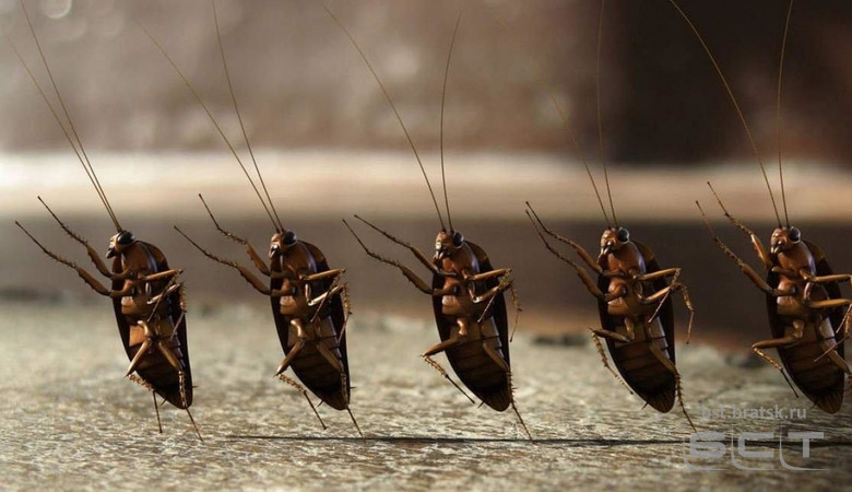 Роспотребнадзор предупредил о скорой активизации тараканов