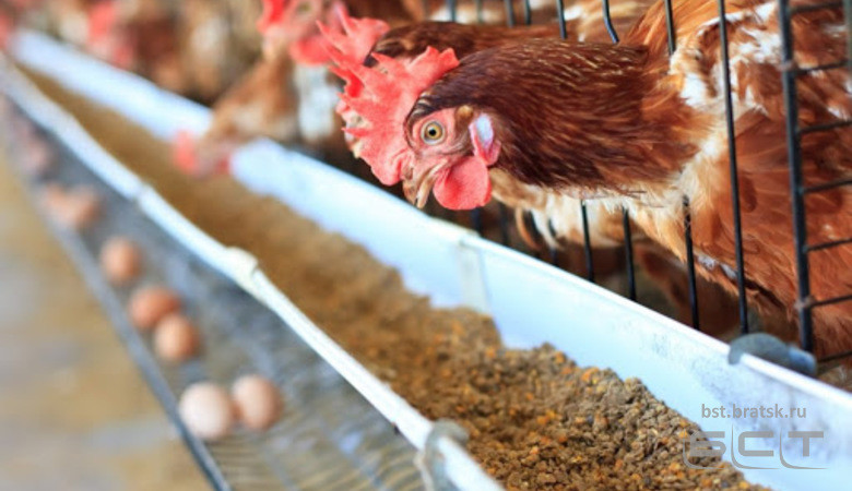 ФАС начала проверку производителей куриного мяса и яиц