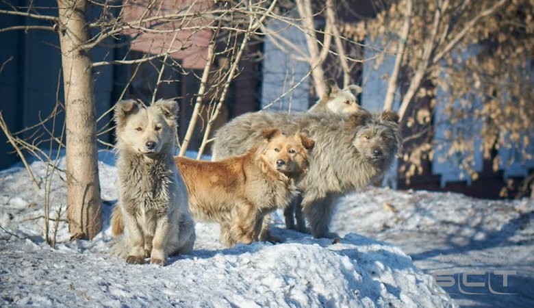 215 жалоб на бездомных собак поступило от жителей Иркутской области с начала 2021 года