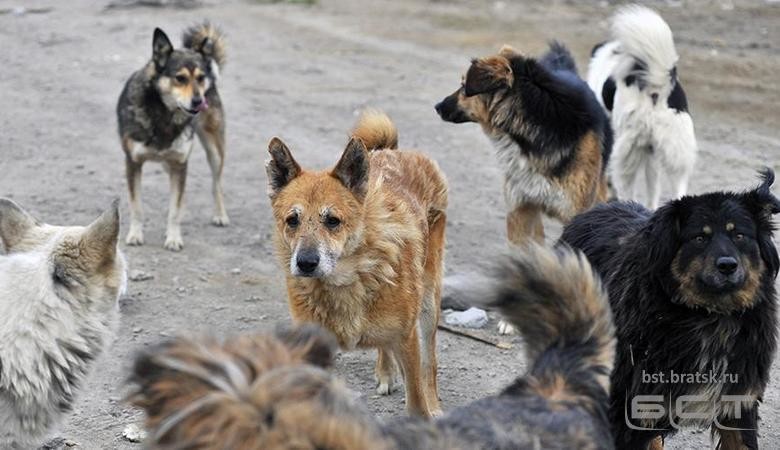 В Госдуме предложили разрешить регионам регулировать число бездомных животных