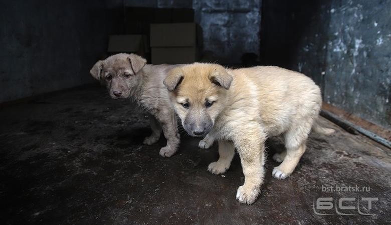 Зоозащитники подсчитали бездомных собак в России