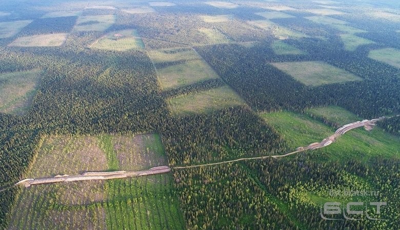В контрабанде 3,9 тысяч кубометров леса подозревают жительницу Приангарья